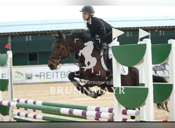 Classic Pony Mix, Merrie, 4 Jaar, 149 cm, Bruin