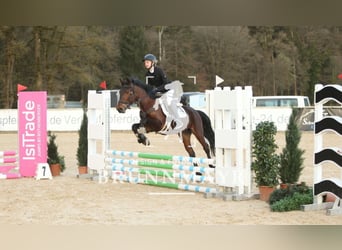 Classic Pony Mix, Merrie, 4 Jaar, 149 cm, Bruin