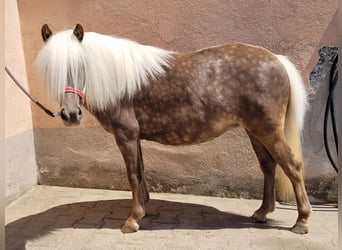 Classic Pony, Merrie, 5 Jaar, 105 cm, Vos
