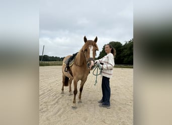 Classic Pony, Merrie, 5 Jaar, 140 cm, Red Dun