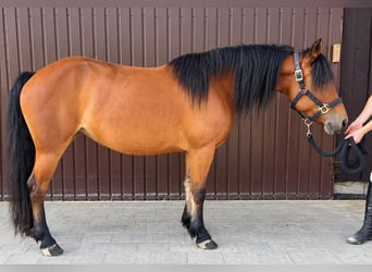 Classic Pony, Merrie, 5 Jaar, 141 cm, Bruin