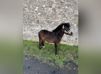 Classic Pony, Merrie, 6 Jaar, 110 cm, Zwartbruin