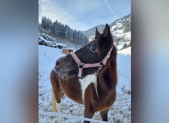 Classic Pony, Merrie, 6 Jaar, 120 cm, Gevlekt-paard