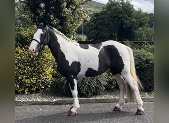 Classic Pony, Stute, 6 Jahre, 138 cm, Schecke