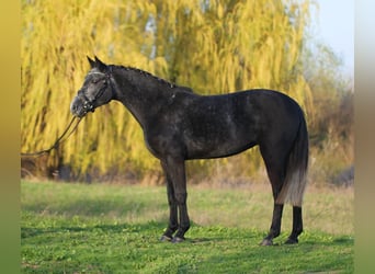 Classic Pony, Merrie, 6 Jaar, 145 cm, Schimmel