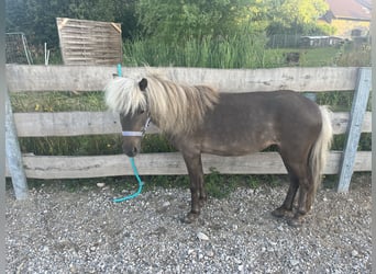 Classic Pony, Merrie, 6 Jaar, 95 cm, Dunalino