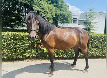 Classic Pony, Merrie, 7 Jaar, 125 cm, Donkerbruin