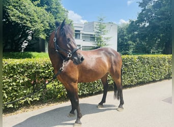 Classic Pony, Merrie, 7 Jaar, 125 cm, Donkerbruin