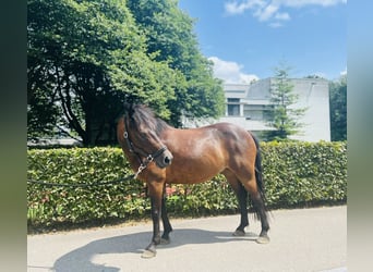 Classic Pony, Merrie, 7 Jaar, 125 cm, Donkerbruin