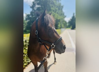 Classic Pony, Merrie, 7 Jaar, 125 cm, Donkerbruin