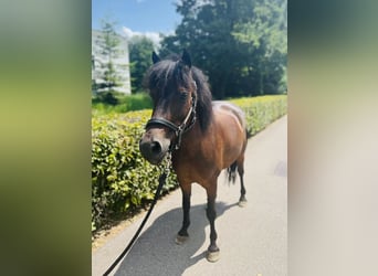 Classic Pony, Merrie, 7 Jaar, 125 cm, Donkerbruin