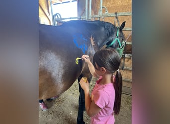 Classic Pony, Merrie, 7 Jaar, 147 cm, Bruin