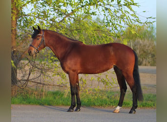 Classic Pony, Merrie, 7 Jaar, 148 cm, Brauner