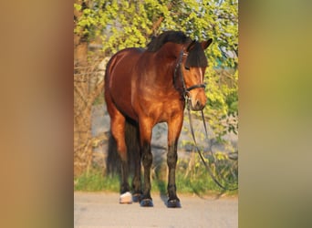 Classic Pony, Merrie, 7 Jaar, 148 cm, Brauner