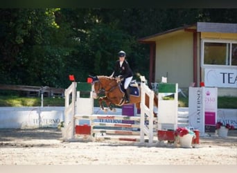 Classic Pony, Merrie, 8 Jaar, 147 cm, Vos