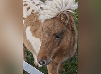 Classic Pony, Merrie, Veulen (04/2025), Appaloosa
