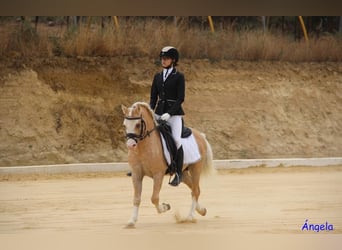 Classic Pony, Ogier, 6 lat, 120 cm, Perłowa