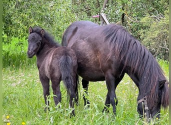Classic Pony, Ogier, , 110 cm, Kara