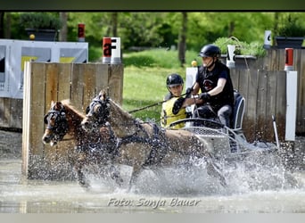 Classic Pony Mix, Onbekend, 9 Jaar, 104 cm, Vos