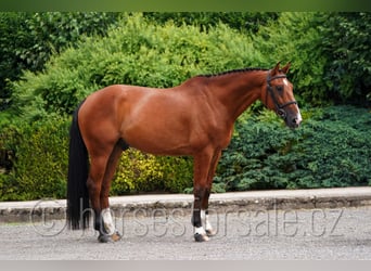 Classic Pony / Pony Classico, Castrone, 10 Anni, 171 cm, Baio