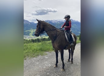 Classic Pony / Pony Classico, Castrone, 11 Anni, 170 cm, Baio