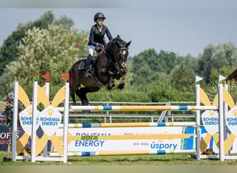 Classic Pony / Pony Classico, Castrone, 12 Anni, 170 cm, Baio scuro