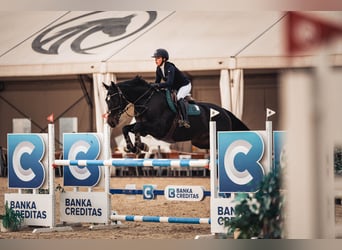 Classic Pony / Pony Classico, Castrone, 12 Anni, 170 cm, Baio scuro