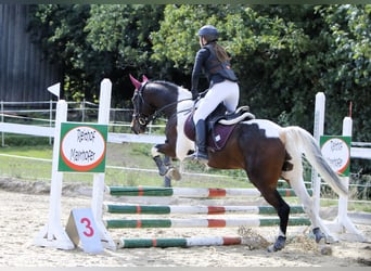 Classic Pony / Pony Classico, Castrone, 14 Anni, 156 cm, Pezzato