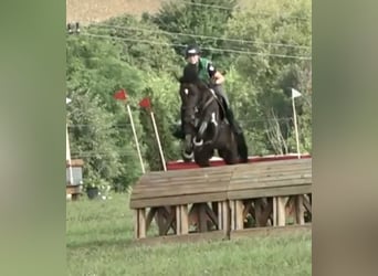 Classic Pony / Pony Classico, Castrone, 16 Anni, 178 cm, Baio scuro