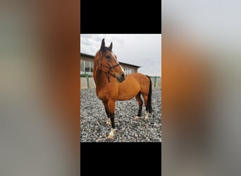 Classic Pony / Pony Classico, Castrone, 19 Anni, 170 cm, Baio ciliegia