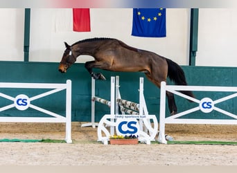 Classic Pony / Pony Classico, Castrone, 3 Anni, 172 cm, Baio ciliegia