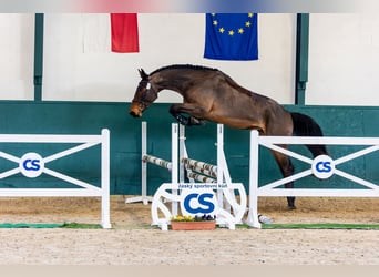 Classic Pony / Pony Classico, Castrone, 3 Anni, 172 cm, Baio ciliegia