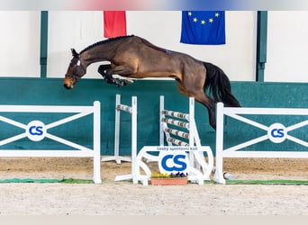 Classic Pony / Pony Classico, Castrone, 3 Anni, 172 cm, Baio ciliegia