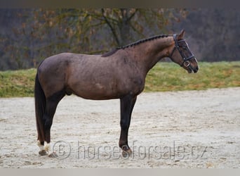 Classic Pony / Pony Classico, Castrone, 4 Anni, 165 cm, Sauro scuro