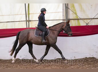 Classic Pony / Pony Classico, Castrone, 4 Anni, 165 cm, Sauro scuro