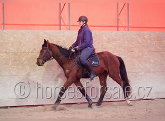 Classic Pony / Pony Classico, Castrone, 4 Anni, 167 cm, Baio