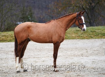 Classic Pony / Pony Classico, Castrone, 4 Anni, 168 cm, Sauro