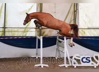 Classic Pony / Pony Classico, Castrone, 4 Anni, 168 cm, Sauro