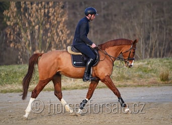 Classic Pony / Pony Classico, Castrone, 4 Anni, 168 cm, Sauro