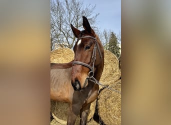 Classic Pony / Pony Classico, Castrone, 4 Anni, 172 cm, Baio ciliegia