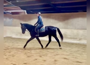 Classic Pony / Pony Classico, Castrone, 4 Anni, 178 cm, Morello