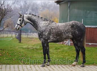Classic Pony / Pony Classico, Castrone, 5 Anni, 165 cm, Grigio