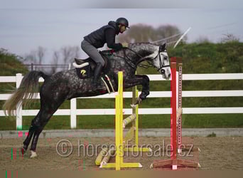 Classic Pony / Pony Classico, Castrone, 5 Anni, 165 cm, Grigio