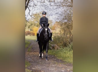 Classic Pony / Pony Classico, Castrone, 5 Anni, 168 cm, Morello