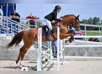 Classic Pony / Pony Classico, Castrone, 5 Anni, 168 cm, Sauro scuro