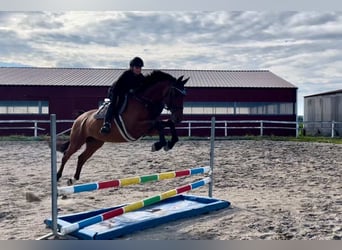 Classic Pony / Pony Classico, Castrone, 5 Anni, 169 cm, Baio ciliegia