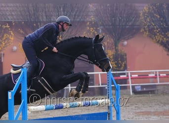 Classic Pony / Pony Classico, Castrone, 5 Anni, 172 cm, Baio nero