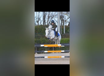 Classic Pony / Pony Classico, Castrone, 6 Anni, 138 cm, Leopard