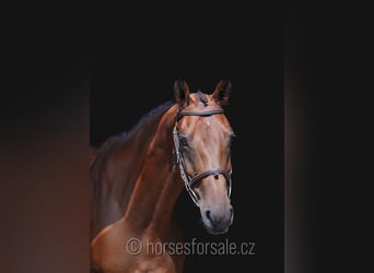 Classic Pony / Pony Classico, Castrone, 6 Anni, 165 cm, Baio
