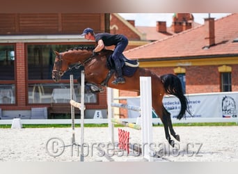 Classic Pony / Pony Classico, Castrone, 6 Anni, 165 cm, Baio
